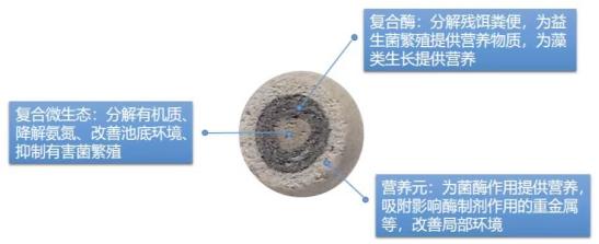 粤凯生物：坚持深耕生物科技领域，生物菌酶颗粒产品受青睐-东山笔记