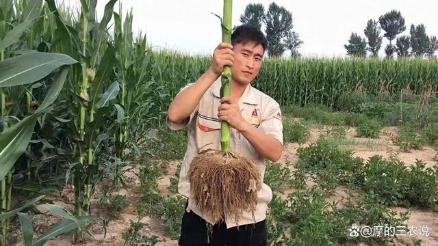 了解植物生命历程，从洞悉根系状况开始-东山笔记