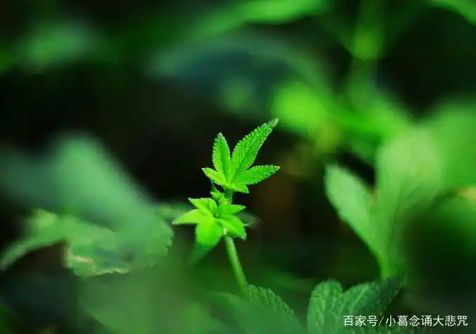 如何有效念诵大悲咒？掌握全文注音与理解咒文意义的技巧-东山笔记