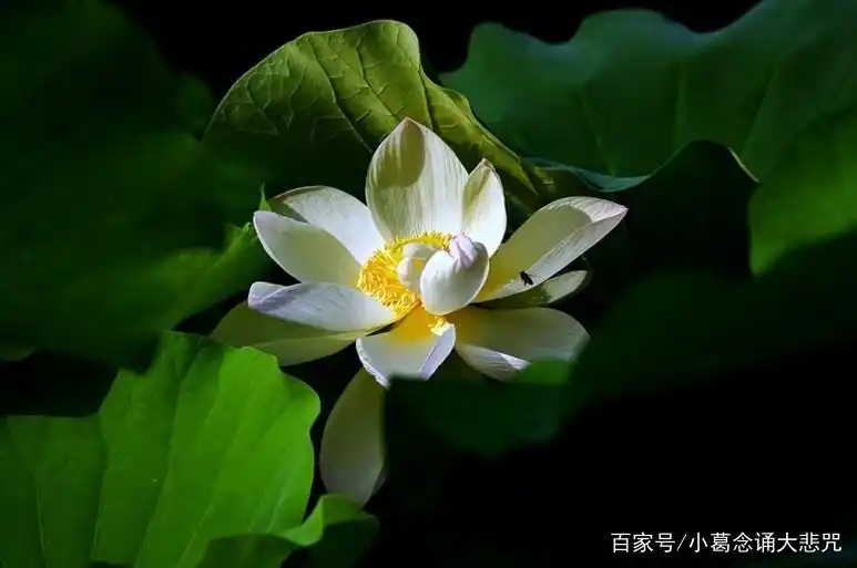 大悲咒讲什么_大悲咒功德与意义_大悲咒内容讲解